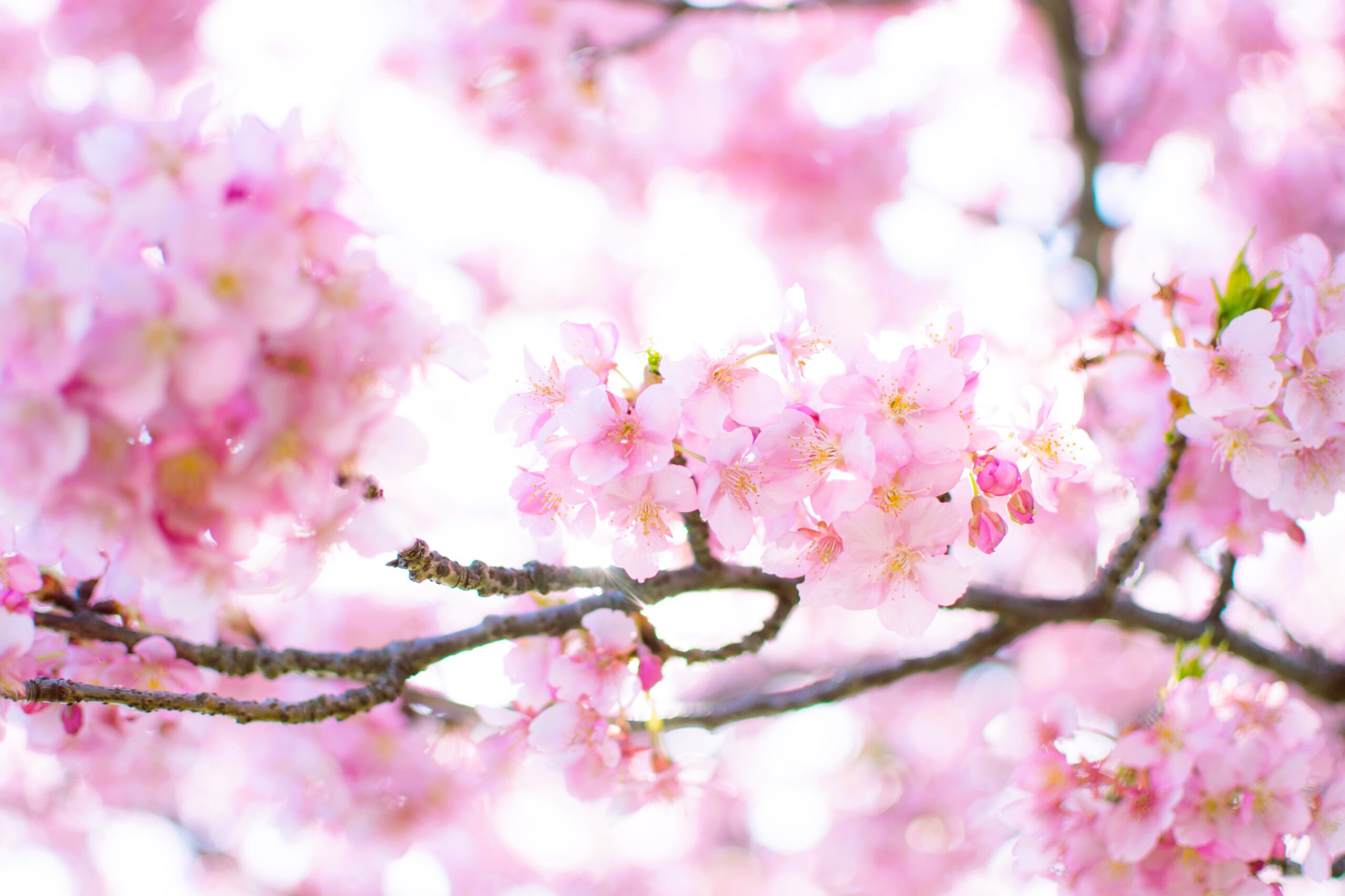 Smooth path to see beautiful Cherry Blossoms (Sakura) in Japan